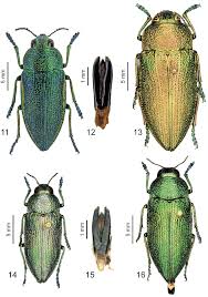 Image result for Perotis