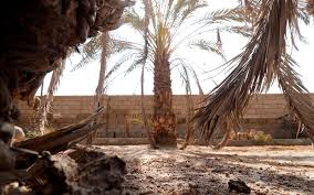 The farm is nestled along the coachella valley's dry, barren california highway 111. Conflict Drought Ravage Iraq S Prized Date Palms Meo