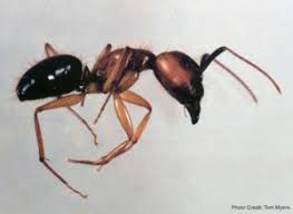 Exipest provides high quality, honest and reliable services in pest control and pest management treatments to sydney's north shore and northern beaches. Ant Pest Control Services In Sarasota Fl Good News Pest Solutions Green Pest Control In Sarasota