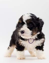 We live on the open prairie in central illinois. Are Bernedoodles Hypoallergenic New York Dog Nanny