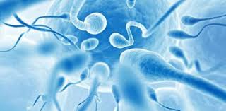 Angeblich werden sie immer unbeweglicher, häufig sind sie missgebildet und in manchen. Forscher Entwickeln Sperma Test Kits Fur Zuhause