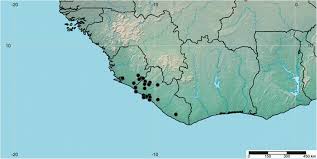 Image result for Whitfieldia brazzae