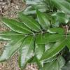 We have listed some of our best indiana fruit trees for sale below. 1