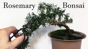 Image result for rosemary bonsai