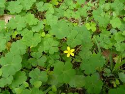 Image result for Oxalis procumbens