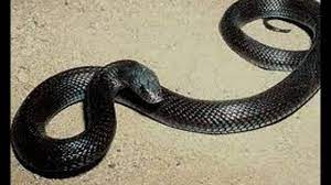 Check spelling or type a new query. Ù‡Ù„ Ø§Ù„Ø«Ø¹Ø¨Ø§Ù† ÙÙŠ Ø§Ù„Ù…Ù†Ø§Ù… Ø³Ø­Ø± ÙˆÙ…Ø§ Ù‡Ùˆ ØªÙØ³ÙŠØ± Ø­Ù„Ù… Ø§Ù„Ø«Ø¹Ø¨Ø§Ù† Ù„Ø§Ø¨Ù† Ø³ÙŠØ±ÙŠÙ† Ø¥ÙŠØ¬ÙŠ Ø¨Ø±Ø³