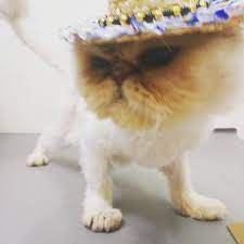 寵物草帽 貓貓狗狗影相必備 獨一無二 hand made 可另加英文名 歡迎訂製款式 whatsapp 98228690 貓 狗 寵物 寵物草帽 草帽 寵物用品 寵物飾品 寵物店 扮靚 寵物攝影 影相 拍照 自拍 帽子 pet accessories pets pet supplies