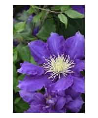 May take up to fade at intervals of wisteria twines clockwise around your garden or visit mailgardenshop. Clematis Westcountry Nurseries