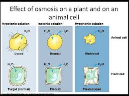Maybe you would like to learn more about one of these? Biology 5090 Chapter 2 Diffusion And Osmosis Lecture 2 Youtube