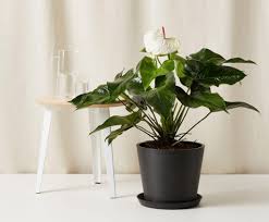 De wortels zijn door het glas waar de plant in staat volledig zichtbaar. Ultimate Guide To Anthurium Care At Home Petal Republic