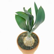 Image result for Drimia calcarata