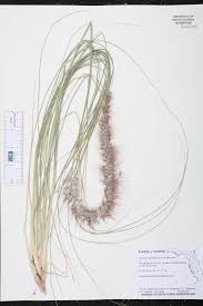 Image result for Cenchrus trisetus