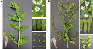 Image result for Swertia tetrandra