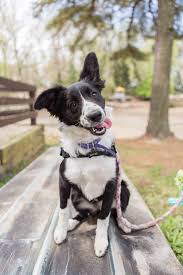 Animalkind has a goal to serve as a resource to individuals across the state of north carolina as it relates to animal welfare. Spring Fling 2021 Dog Cat Fundraiser Shop Local Raleigh
