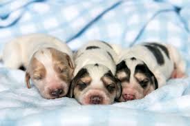 Dog Pregnancy Signs Care And Preparing For Puppies American Kennel Club