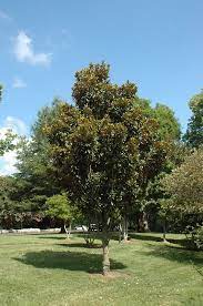 Click To View Full Size Photo Of Alta Magnolia Magnolia Grandiflora Tmgh At Pender Pines Garden Center Pine Garden Magnolia Grandiflora Flora Garden