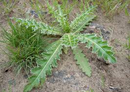 Image result for Carduus