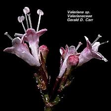Image result for Valerianaceae