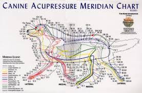 Canine Acupuncture Mylo In Hk
