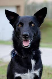 Kelpie Border Collie Cross Bing Images Unique Dog Breeds Aussie Dogs Smartest Dogs
