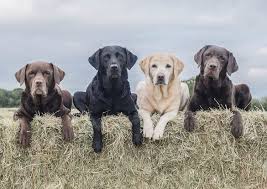 Pure breed english labrador retriever pups black and yellow. Silver Lab Dog Breed Information And Owner S Guide All Things Dogs All Things Dogs