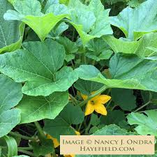 Image result for Cucurbita