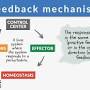 Feedback system examples from www.biologyonline.com