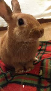 ぜいたくうさぎ 人参 なぜ すべての動物画像