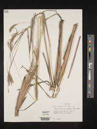 Image result for Andropogon eucomus