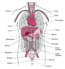 Learn more about human anatomy with these free resources. Body Organs