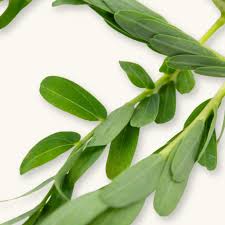 Image result for Aeschynomene cristata