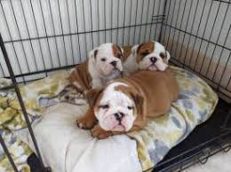 Interested in adopting a bulldog from english bulldog ~milton~english bulldog available for adoption in texas English Bulldogs For Sale In Houston Petswall
