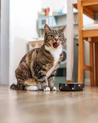 ‪Noticed your cat meowing for food more often in winter? This is totally  normal, as cats do in fact eat a little more in winter. Learn why and how  to keep you‬‏