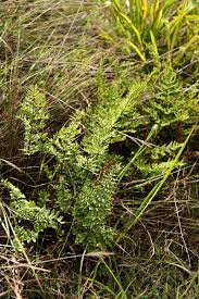 Image result for Cheilanthes viridis