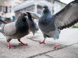 What to do with an injured pigeon in my garden. Where Are All The Dead Pigeons