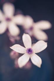 Image result for Pentanisia