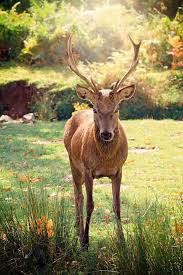 Pin By Mustafa Kemal On Hayvan Turleri Deer Animals Red Deer