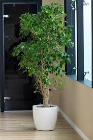 Image result for Ficus benjamina