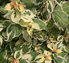 Image result for Barleria boehmii