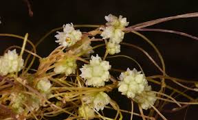 Image result for Cuscuta planiflora