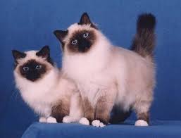 Sacred Cat Of Burma Birman Cat Breeds Birman Cat Cats