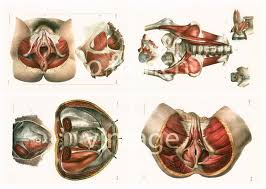 1854 Uterus Placenta Nombril Ombilic Cordon Ombilical Planche Etsy Human Anatomy Art Vintage Poster Art Anatomy Art