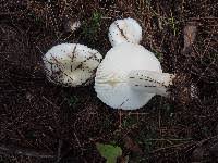 Image result for Russula perlactea