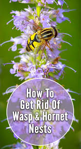 You will get one from any of the home repair and improvement warehouse stores. How To Get Rid Of Wasps Hornets Around Your Home