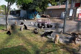 The World S Largest No Kill Cat Sanctuary Has Saved More Than 20 000 Feline Friends Cat Sanctuary Animal Sanctuary Cats