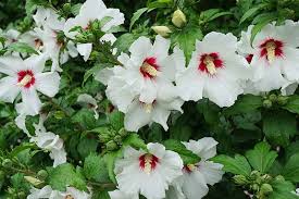 With so many varieties available, it's easy to feel overwhelmed when shopping for the perfect hibiscus tree. 37 Of The Best Hibiscus Varieties Gardener S Path