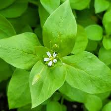 Image result for Justicia tenella