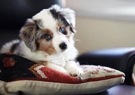 Black And White Aussie Blue Eyes Maggie The Australian Shepherd Puppies Aussie Puppies Miniature Aussie
