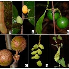 Image result for Landolphia villosa