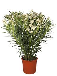 Oleanders generally grow best in the coastal areas of south carolina. Weissen Oleander In 75cm Hohe Hier Direkt Bestellen